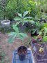 Асимина трилоба - реална снимка - 58см, снимка 1 - Градински цветя и растения - 42024782
