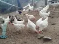 Сини яйца от бял Легбар , снимка 11