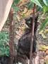 Малки бездомни котета, снимка 3