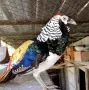 продавам фазани на различна възраст, снимка 2
