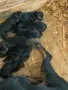 Териер чета готови ще бъдат на 20 ти който иска да пише. , снимка 2