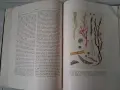Стара книга К.Тимирязев "Жизнь растения" 1949 г. , снимка 6