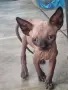 Канадски сфинкс, котенца, снимка 4