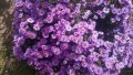 Цветя Астра алпийска – за ранно пролетно засаждане в градината, снимка 12