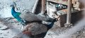 Продавам два броя мъжки Индийски  чернокрили   Палуни на 4г. в перфектно и отлично здраве.
, снимка 1 - Други животни - 41882405