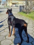 Продавам доберман, снимка 6