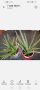 Алое/ Aloe barbadensis/, снимка 1 - Стайни растения - 41353908
