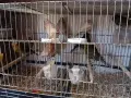 канарчета люпило 26 , снимка 5
