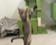 Продавам Малко Котенце, Късокосместа И Игрива! , снимка 1