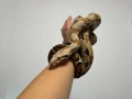 Боа Удушвач / Boa Constrictor , снимка 5