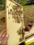 Восъчни основи ДБ, снимка 1 - За пчели - 36108546