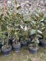 Магнолия Грандифлора(Grandiflora), снимка 9