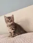 Прекрасно шотландско коте с прави ушички и уникална таби козина , снимка 3