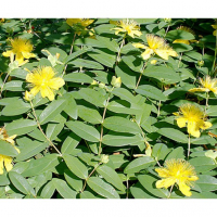Хиперикум 3 коренища, снимка 4 - Градински цветя и растения - 36302069