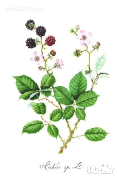 Листа от къпина, снимка 1