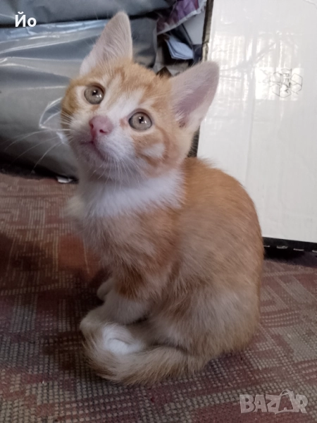 Мъжки котенца търсят своя постоянен дом, снимка 1