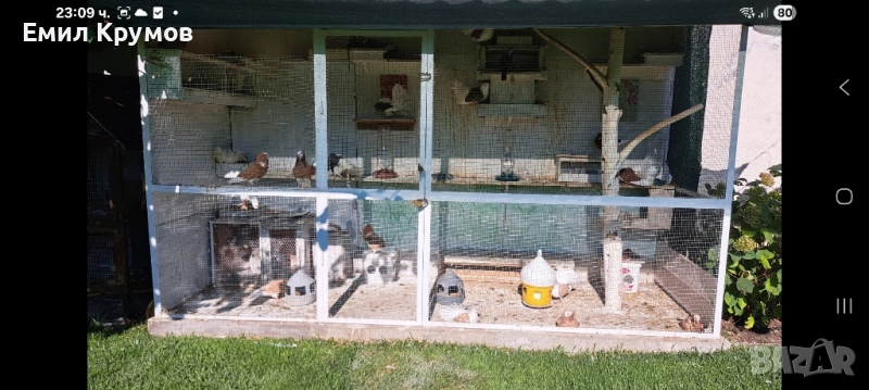 Продавам гълъби, снимка 1