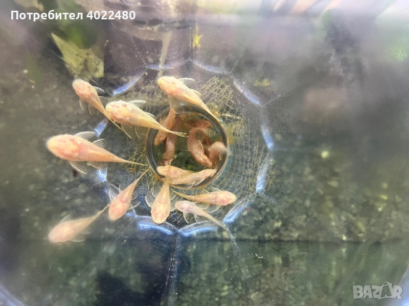 Анциструси, снимка 1