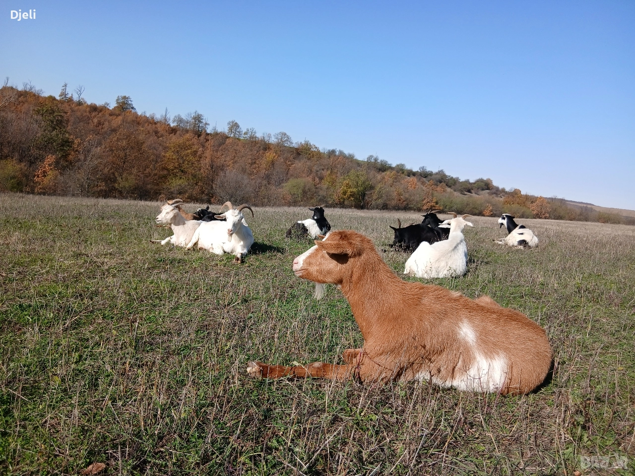 Продавам кози, снимка 1