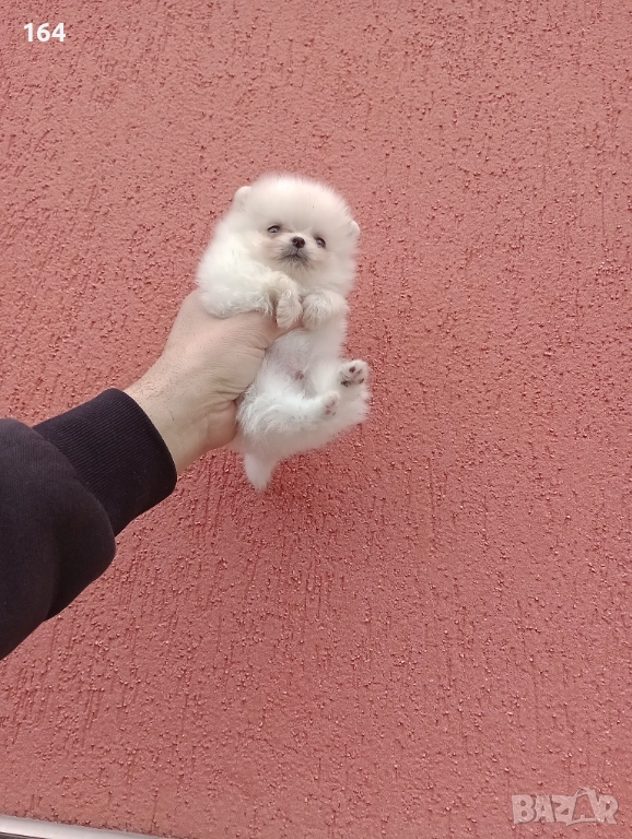 Женски мини Померан , снимка 1