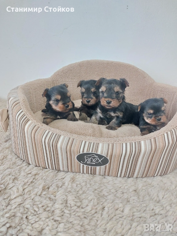 Йоркширски териер , снимка 1