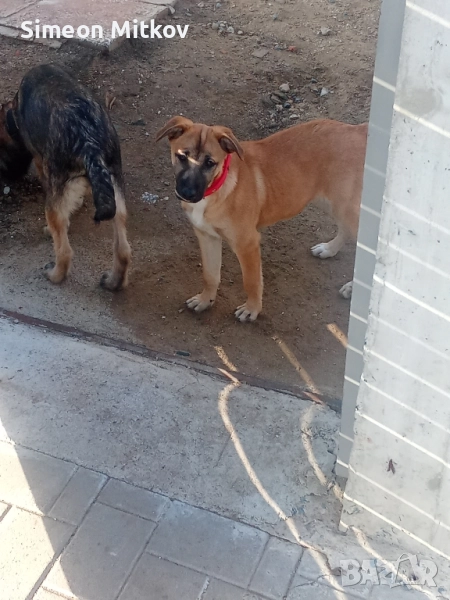 здравейте приятели продавам белгийски овчарки Черно то ми Ко жилото то женско ми на 4 месеца , снимка 1