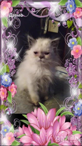 Ваксинирани персийски дългокосместа принцеси породисти чистокръвни с ЕС паспорти,микрочип, снимка 1