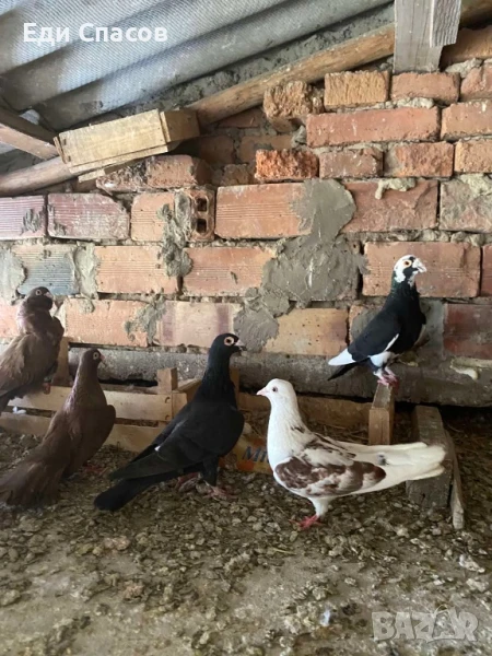 Гълъби соколови, снимка 1