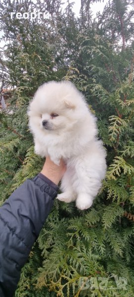 Померен , снимка 1