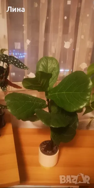 Фикус Лирата(Ficus lyrata) , снимка 1