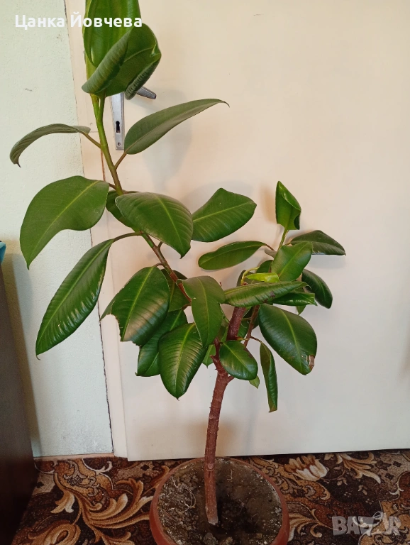 Фикус, снимка 1