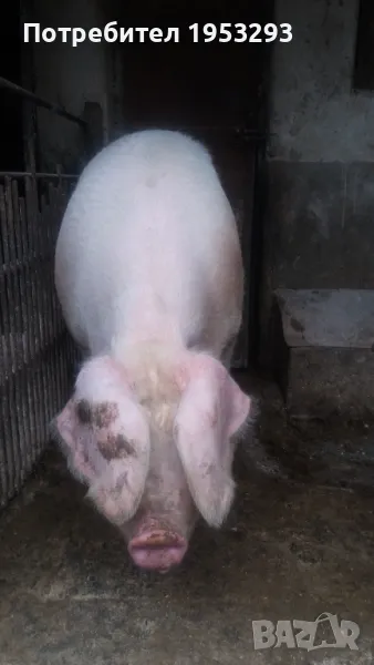 Много Спешно Прасе 300 кила българска бяла , снимка 1