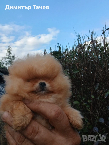 Померан , супер супер мини, Бо, снимка 1