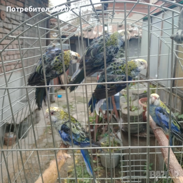 Продавам млади жълтоглави розели., снимка 1