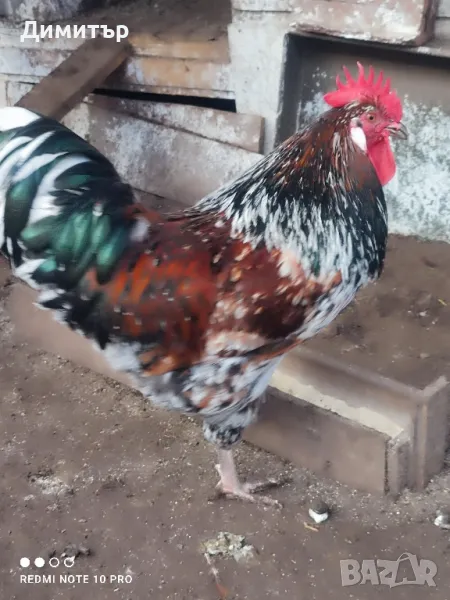 Оплодени яйца от Шведска цветна кокошка, снимка 1