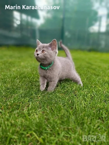 Британски котета , снимка 1