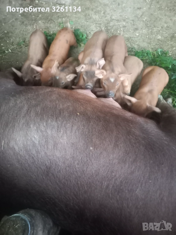 Прасета , снимка 1