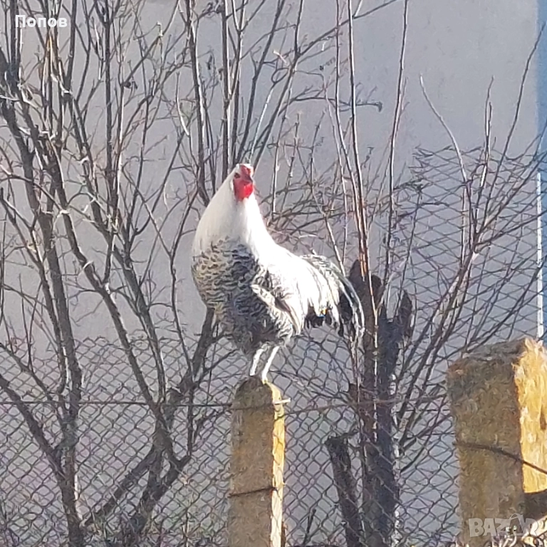 Продавам вествалски петлета, снимка 1