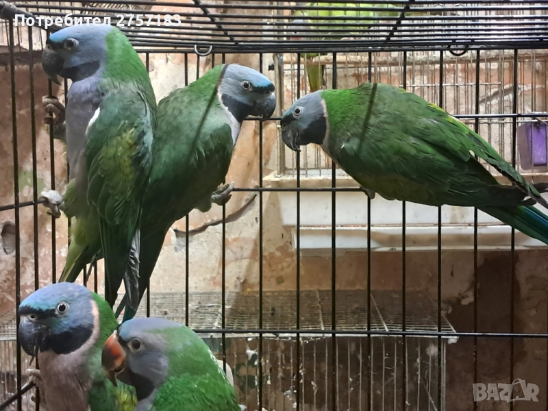 продавам китаиски александар 3 женски 2023, снимка 1