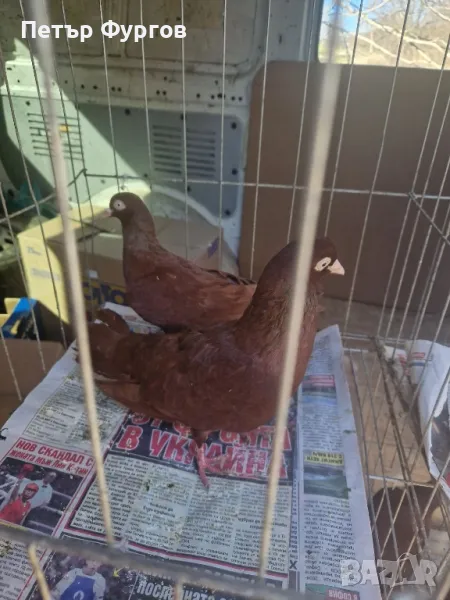 Продавамчифт  Софийки    червени    донеци, снимка 1