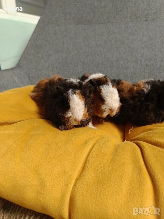Морски свинчета альпако и розетка. , снимка 1