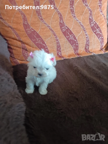 Продавам малтийска болонка, снимка 1