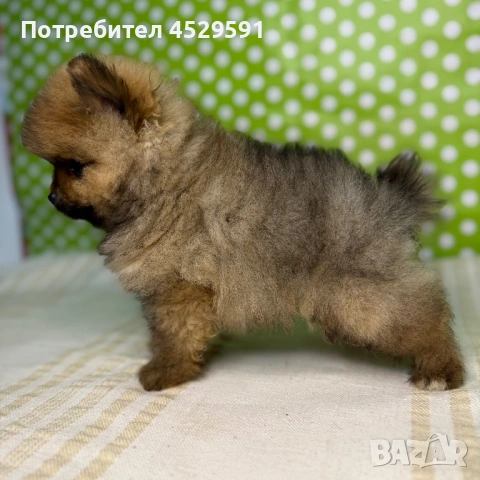 Померан померани померанчета Мини померан мини померани, снимка 3 - Померан - 53490878