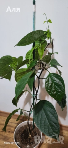 Клеродендром , снимка 3 - Стайни растения - 53113895