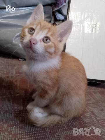 Мъжки котенца търсят своя постоянен дом