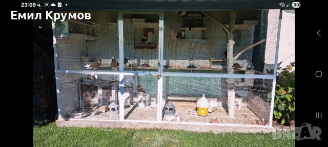 Продавам гълъби