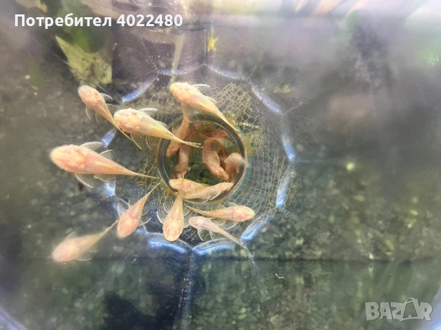 Анциструси