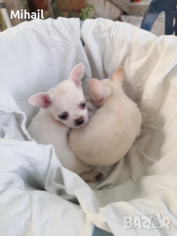 Продавам чихуахуа, снимка 10 - Чихуахуа - 51161252
