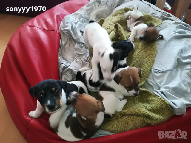 ДЖАКОВЕ СЛАДУРИ 2203221926, снимка 5 - Джак ръсел териер - 36198206