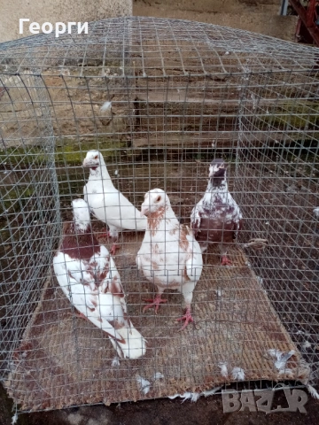 Мюлеманси , снимка 4 - Гълъби - 53283970